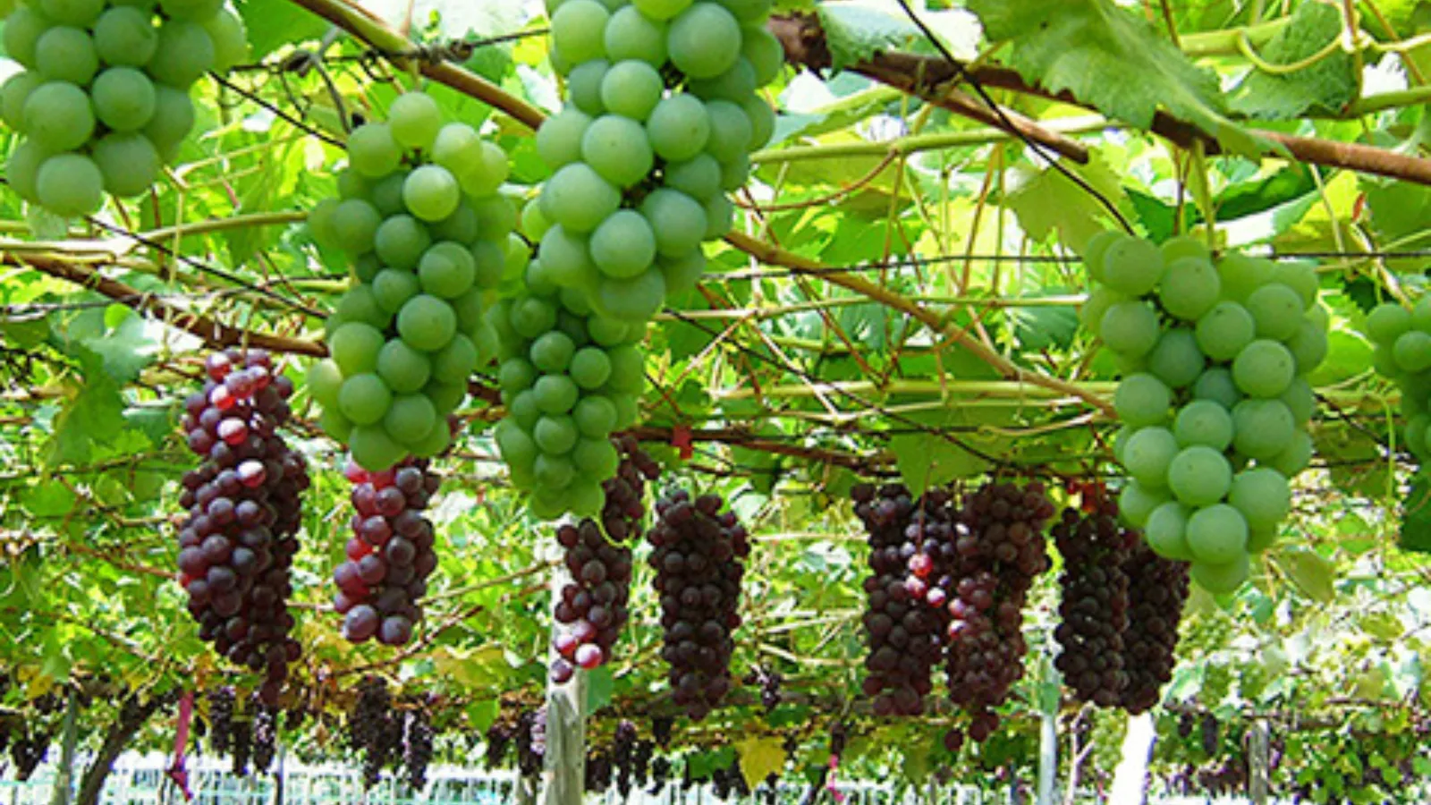 地元食材を使った河口湖駅のディナースポット紹介：ぶどう狩り後におすすめ